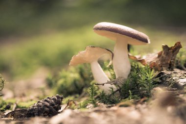 Ormandaki mantarlar arka planda, kapat