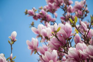 Manolya çiçekli bahar çiçek arka plan