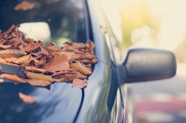Sonbahar, sarı yapraklar arabanın altına düşer. 