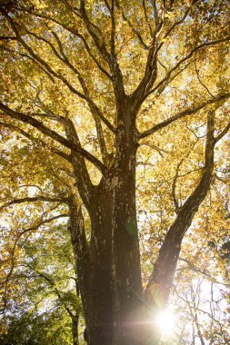 Sonbaharda güzel bir park, renkli yapraklarla aydınlık güneşli bir gün.