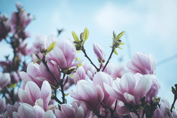 Fondo Floral Primavera Con Flores Magnolia — Foto de Stock