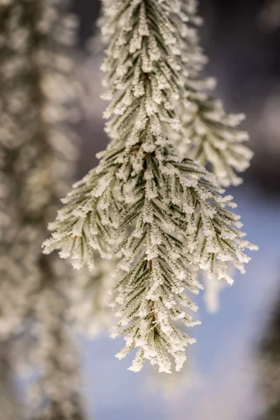 Branches Arbres Couvertes Neige — Photo