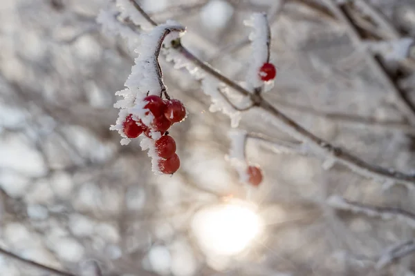 Červené Rowan Bobule Mrazivým Zimním Dni — Stock fotografie