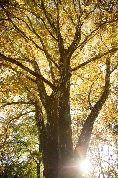 Schöner Park Herbst Strahlend Sonniger Tag Mit Bunten Blättern — Stockfoto