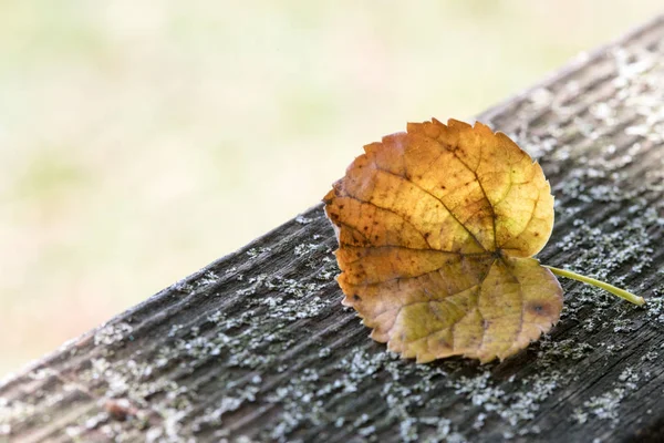 Feuille Automne Dans Parc — Photo