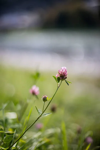 Belles Fleurs Colorées Dans Jardin — Photo