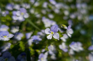 Arka planda güzel menekşe çiçekleri, kapatın