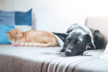 kedi ve köpek yalan ve evde zevk 