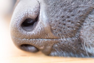 Evdeki sevimli siyah köpek.