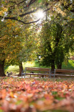 yerde sarı yapraklar. Sonbahar sezonu 