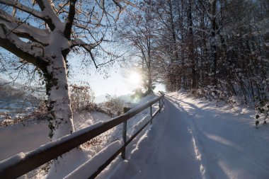 Karlı ağaçlarla dolu güzel, huzurlu kış manzarası 
