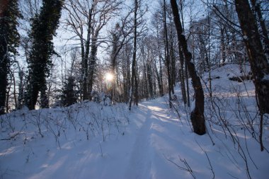 Karlı ağaçlarla dolu güzel, huzurlu kış manzarası 