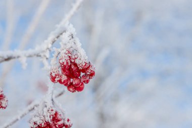 buzlu kış gününde kırmızı kürek çilek