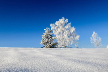 Karlı ağaçlarla dolu güzel, huzurlu kış manzarası 