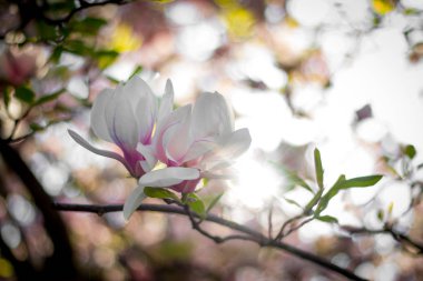 Güzel Manolya çiçek Bahar, Salzburg, güzellikler içinde