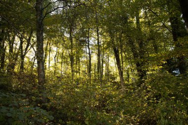 Yeşil ağaçlı sonbahar ormanı
