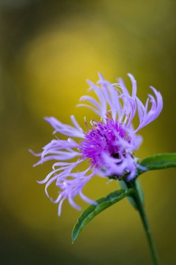 Güzel bir bahar çiçeği yakın