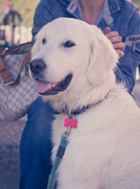 Tatlı Golden Retriever köpeği