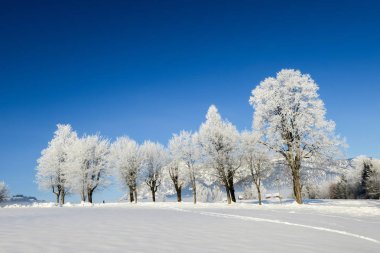 Karlı ağaçlarla dolu güzel, huzurlu kış manzarası 