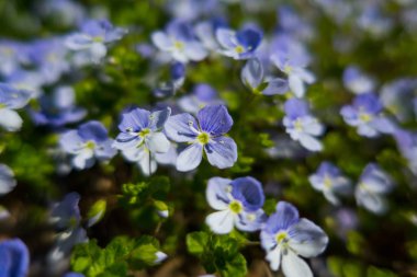 Arka planda güzel menekşe çiçekleri, kapatın