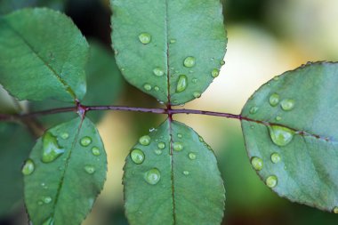 Su damlalı yeşil yapraklar