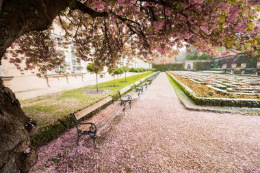 Parkta güneşli bir günde kiraz çiçeği açan ağaç.