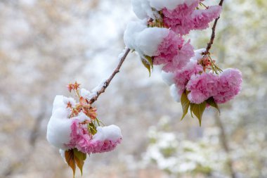 Kar altında kiraz çiçeği açan çiçekler.