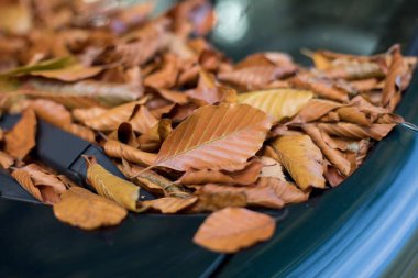 Sonbahar, sarı yapraklar arabanın altına düşer. 