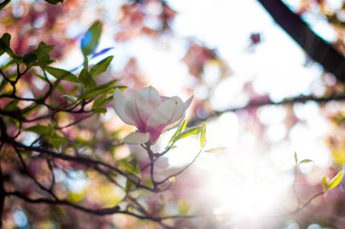 Güzel Manolya çiçek Bahar, Salzburg, güzellikler içinde