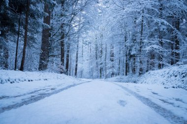 Kış ormanlarında yol karla kaplıydı.