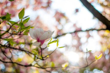 Güzel Manolya çiçek Bahar, Salzburg, güzellikler içinde