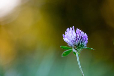 Güzel bir bahar çiçeği yakın