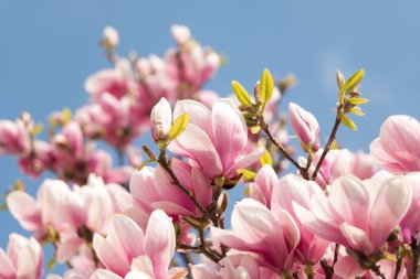 Manolya çiçekli bahar çiçek arka plan