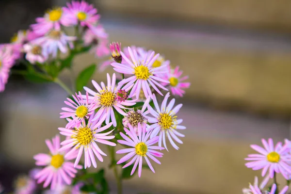 Gros Plan Sur Les Fleurs Marguerites Printemps — Photo