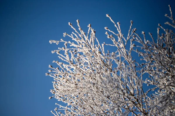 Arbres Couverts Neige Gel — Photo