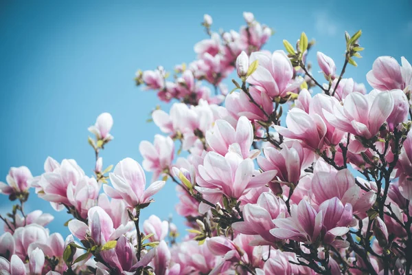 Весенний Цветочный Фон Цветами Магнолии — стоковое фото