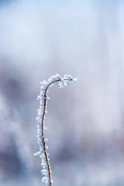 Pflanze Unter Schnee Auf Winterlichem Hintergrund — Stockfoto