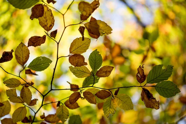 Hojas Amarillas Árbol Temporada Otoño — Foto de Stock