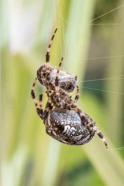 Örümcek Web Yakın — Stok fotoğraf