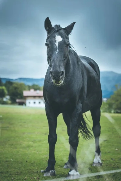 Beautiful Horse Green Field — Stock Photo, Image