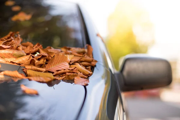 Jesień Żółte Liście Spadają Pod Samochód — Zdjęcie stockowe