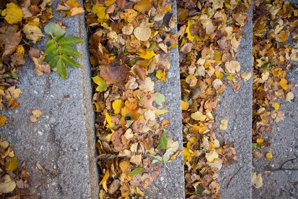 Colorful Leaves Steps Close — ストック写真