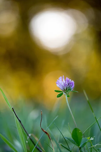 Gros Plan Une Belle Fleur Printanière — Photo