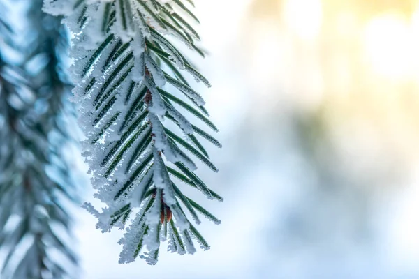 Ramas Árboles Cubiertas Nieve — Foto de Stock