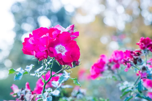 Schöne Rosa Blüten Auf Dem Strauch — Stockfoto