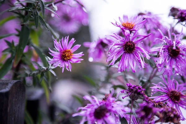 Süße Frische Blumen Garten — Stockfoto