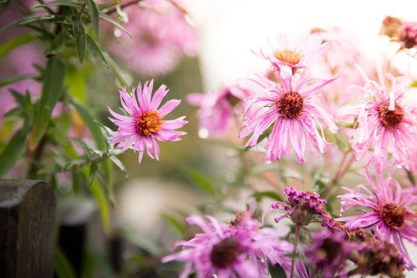 Fleurs Fraîches Mignonnes Dans Jardin — Photo