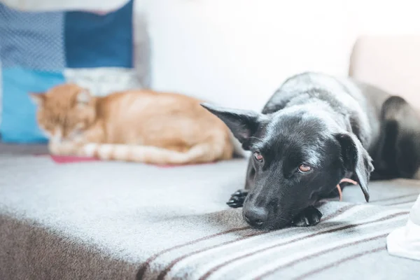 cat and dog are  lying and enjoying at home