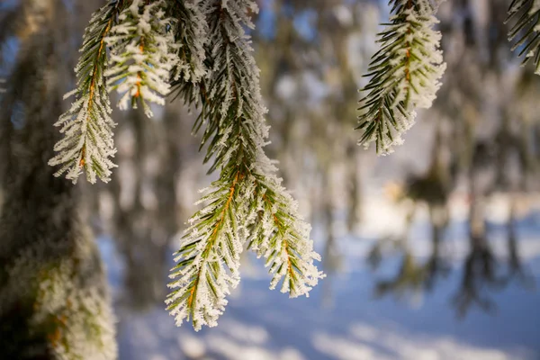 Ramas Árboles Cubiertas Nieve — Foto de Stock