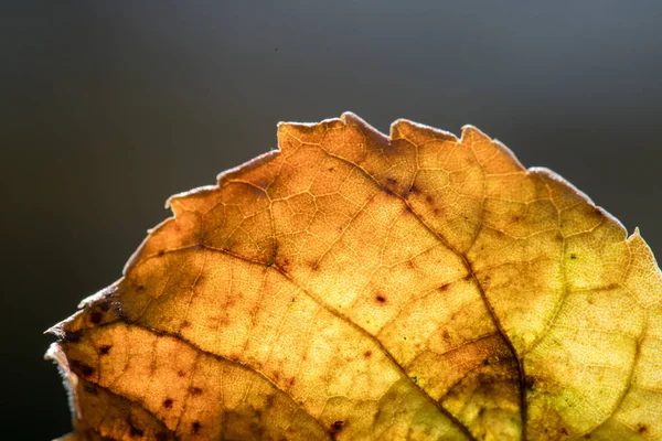 Feuille Automne Dans Parc — Photo